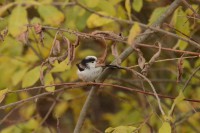 /album/galerie-de-photos-page-daccueil3/a2017-11-09-chavornay-mesange-a-longue-queue-1-jpg/